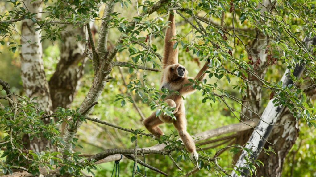 Case-Ree-Park-Safari-Monkey-in-a-tree