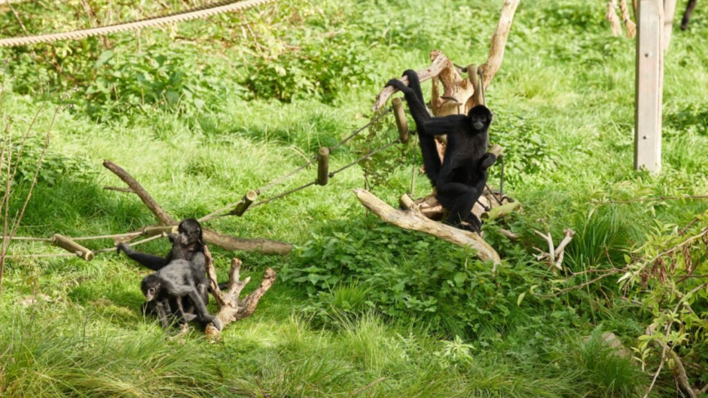 Case-Ree-Park-Safari-Monkeys