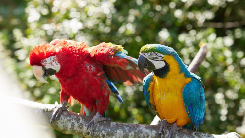 Case-Ree-Park-Safari-Parrots