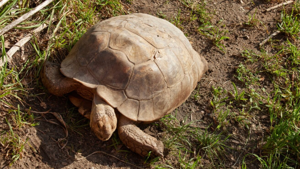 Case-Ree-Park-Safari-Turtle